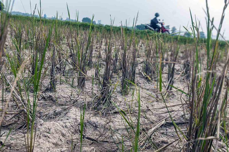 Pengendara roda dua melintasi sawah yang kekeringan di Citeras, Lebak, Banten, Kamis (3/8/2023). Puluhan hektar sawah di kawasan tersebut selama sebulan terakhir mulai mengalami kekeringan hingga mengakibatkan gagal panen. ANTARA FOTO/Muhammad Bagus Khoirunas