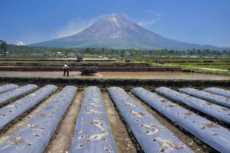 Seorang petani membajak sawah untuk persiapan tanam padi? di Lumajang, Jawa Timur, Selasa (12/9/2023). Kementerian Pertanian menggelar gerakan kejar tanam 1.000 hektare per kabupaten dan menyiapkan 500.000 hektare lahan dan benih di 10 provinsi sebagai upaya meningkatkan produksi serta menjaga stabilitas pangan nasional di tengah fenomena El Nino. ANTARA FOTO/Irfan Sumanjaya