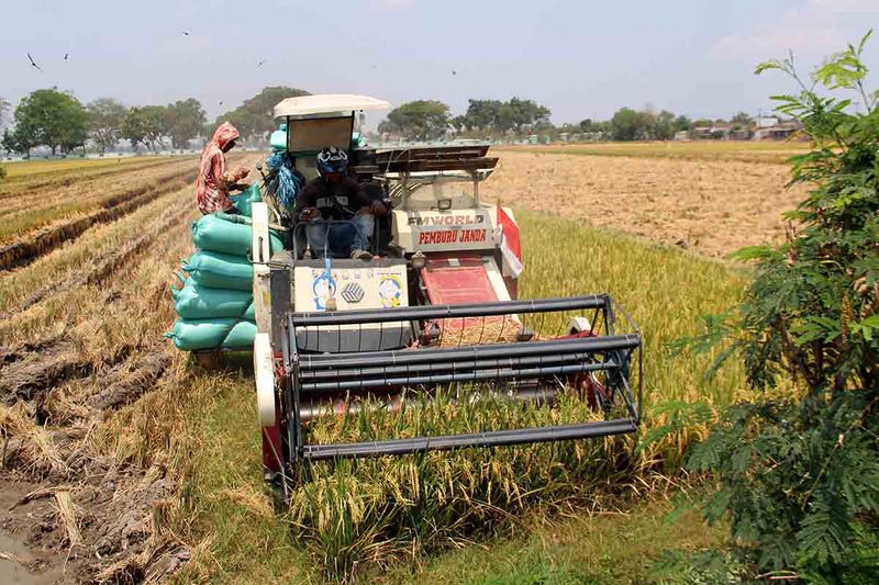 Buruh tani mengoperasikan mesin pemanen padi di areal persawahan Desa Pacarpeluk, Jombang, Jawa Timur, Selasa (12/9/2023). Pemprov Jatim menargetkan produksi padi pada 2023 mencapai 10,5 juta ton gabah kering giling (GKG), meningkat dari produksi tahun 2022 yang sebanyak 9,53 juta ton GKG, sementara aaat ini rata-rata produktivitas padi di wilayah Jatim masih sekitar 5,6 ton GKG per hektare. ANTARA FOTO/Syaiful Arif