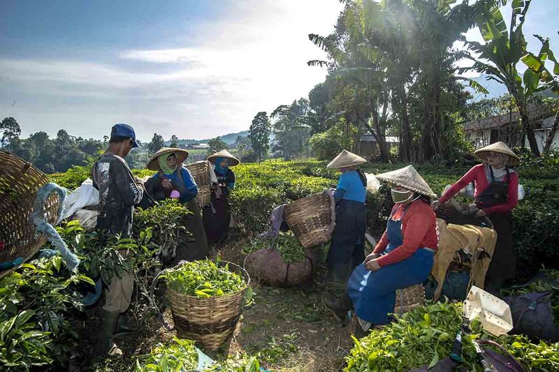 Sejumlah pekerja beristirahat usai memetik teh di Perkebunan Teh Pusat Penelitian Teh dan Kina (PPTK) Gambung, Bandung, Jawa Barat, Rabu (14/9/2023). Pemerintah menargetkan produktivitas kebun teh kembali meningkat menjadi 1 juta ton/hektar pada tahun 2023 dimana jumlah tersebut dianggap ideal agar petani dapat mencapai nilai keekonomian yang tinggi. ANTARA FOTO/Muhammad Adimaja