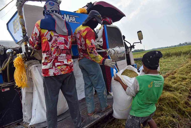 Buruh tani mengangkut karung berisi padi saat panen di Lubuk Pakam, Deli Serdang, Sumatera Utara, Rabu (13/9/2023). Kementerian Pertanian menargetkan produksi beras dalam negeri pada tahun 2024 mencapai 55,42 juta ton. ANTARA FOTO/Fransisco Carolio