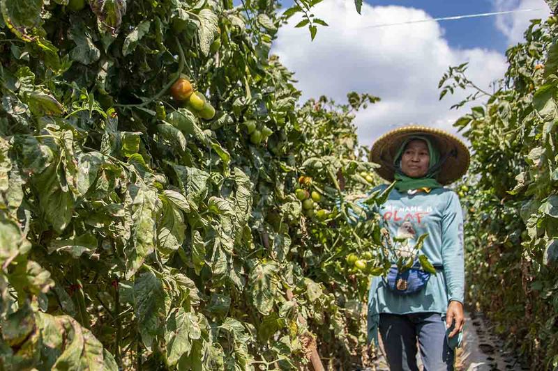 Petani tomat melihat hasil tanamannya di Desa Gambung, Bandung, Jawa Barat, Sabtu (16/9/2023). Produksi tomat di beberapa wilayah Indonesia mengalami penurunan dan mengalami gagal panen akibat kemarau panjang, diantaranya Flores Timur dan Minahasa Sulawesi Utara. ANTARA FOTO/Muhammad Adimaja