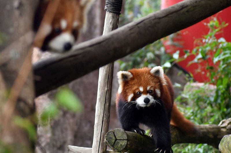 Dua ekor panda merah (Ailurus fulgens) berada di dalam kandang saat peringatan Hari Panda Merah Sedunia di Istana Panda, Taman Safari Indonesia, Cisarua, Kabupaten Bogor, Jawa Barat, Sabtu (16/9/2023). TSI Bogor memperingati Hari Panda Merah Sedunia untuk menyebarkan kesadaran masyarakat agar menjaga dan melestarikan spesies panda unik dari Asia Tengah itu. ANTARA FOTO/Arif Firmansyah