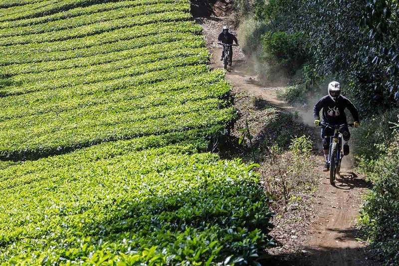 Wisatawan bersepeda di area perkebunan teh Far Hill Pusat Penelitian Teh dan Kina (PPTK) Gambung, Kabupaten Bandung, Jawa Barat, Sabtu (16/9/2023). PPTK Gambung terus mengembangkan potensi agrowisata di area perkebunan teh tersebut untuk menjadikan pariwisata berwawasan lingkungan, konservasi dan pemanfaatan alam serta lingkungan yang bertanggung jawab (ecotourism) khususnya dalam promosi manfaat teh putih khas perkebunan teh Gambung. ANTARA FOTO/Novrian Arbi