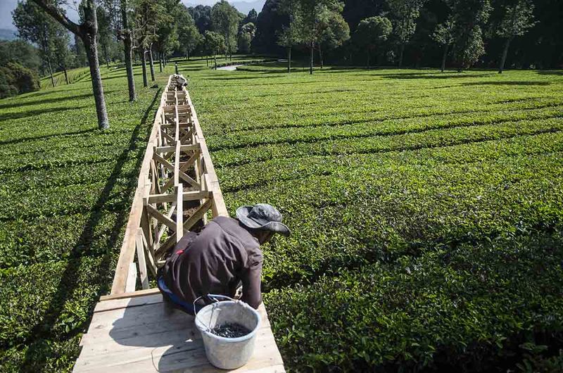 Pekerja menyelesaikan pembuatan spot wisata di Far Hill Kebun Teh Pusat Penelitian Teh dan Kina (PPTK) Gambung, Kabupaten Bandung, Jawa Barat, Sabtu (16/9/2023). PPTK Gambung terus mengembangkan potensi agrowisata di area perkebunan teh tersebut untuk menjadikan pariwisata berwawasan lingkungan, konservasi dan pemanfaatan alam serta lingkungan yang bertanggung jawab (ecotourism) khususnya dalam promosi manfaat teh putih khas perkebunan teh Gambung. ANTARA FOTO/Novrian Arbi