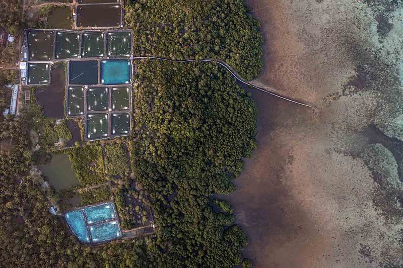 Foto udara tambak udang vaname intensif di sekitar area hutan mangrove tepi pantai Desa Kemujan, Karimunjawa, Jepara, Jawa Tengah, Senin (18/9/2023). Menurut data yang dihimpun komunitas pegiat lingkungan Lingkar Juang Karimunjawa sebanyak 33 titik tambak udang intensif tak berizin di wilayah Karimunjawa telah merusak ekosistem lingkungan hidup, mengganggu sektor ekonomi masyarakat nelayan, petani rumput laut serta pariwisata akibat pencemaran sisa limbah dan deforestasi. ANTARA FOTO/Aji Styawan