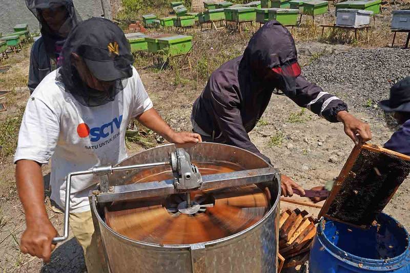 Pekerja memanen madu bunga kopi di areal perkebunan kopi desa Jumo, Temanggung, Jawa Tengah, Rabu (20/9/2023). Menurut peternak lebah madu saat musim kemarau seperti saat ini produksi madu melimpah sehingga bisa panen dua kali setiap bulan dengan harga jual Rp70 ribu - Rp100 ribu per kilogram. ANTARA FOTO/Anis Efizudin