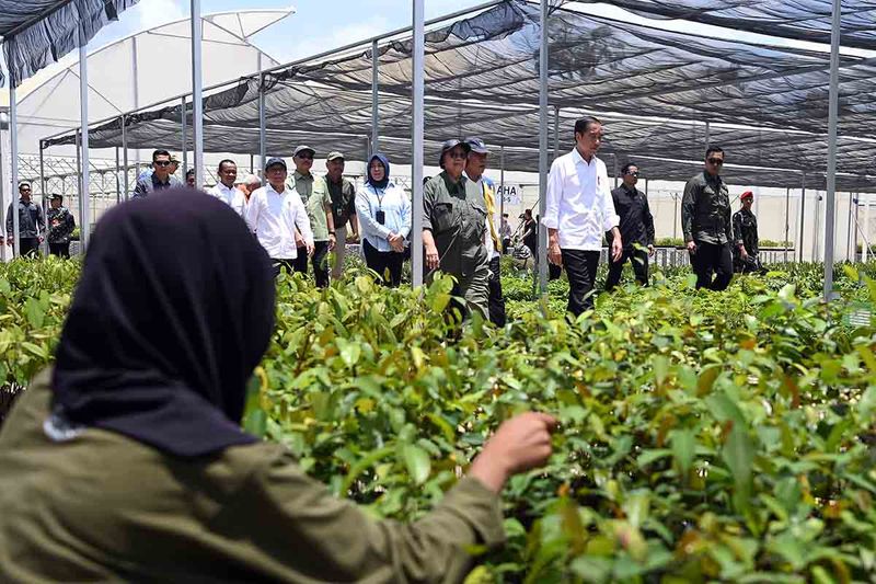 Presiden Joko Widodo (keempat kanan) didampingi Menteri Lingkungan Hidup dan Kehutanan Siti Nurbaya (keenam kanan), Menteri PUPR Basuki Hadimuljono (kelima kanan), Mensesneg Pratikno (kelima kiri) dan Menteri Investasi/Kepala BKPM Bahlil Lahadalia (keempat kiri) meninjau pembibitan tanaman di Persemaian Mentawir, Penajam Paser Utara, Kalimantan Timur, Kamis (21/9/2023). Presiden meninjau langsung perkembangan pembibitan 38 jenis bibit tanaman yang nantinya untuk mendukung penghijauan di Ibu Kota Nusantara (IKN). ANTARA FOTO/Sigid Kurniawan