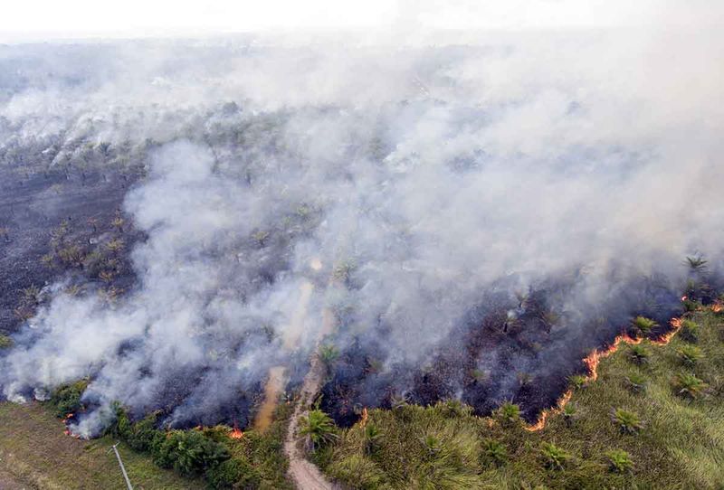 Api membakar lahan perkebunan kelapa sawit di sisi Jalan Tol Trans Sumatera (JTTS) ruas Palembang-Indralaya KM15 Palem Raya, Ogan Ilir (OI), Sumatera Selatan, Jumat (22/9/2023). Berdasarkan data dari satelit NASA-NOAA20 jumlah titik api di wilayah Indonesia sebanyak 3825 titik, sedangkan di Provinsi Sumatera Selatan terdapat 167 titik pada Jumat (22/9). ANTARA FOTO/Nova Wahyudi