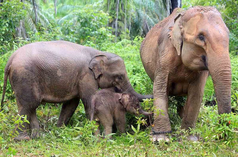 Bayi gajah sumatera (Elephas maximus sumatrensis) berada di dekat induk dan kakaknya Yuyun di kawasan Conservation Response Unit (CRU) Desa Alue Kuyun, Woyla Timur, Aceh Barat, Aceh, Sabtu (23/9/2023). Bayi gajah betina yang lahir pada Rabu (20/9/2023) dengan berat 84 kg tersebut merupakan anak kedua hasil perkawinan induk gajah jinak bernama Suci dengan gajah liar di kawasan itu. ANTARA FOTO/Syifa Yulinnas