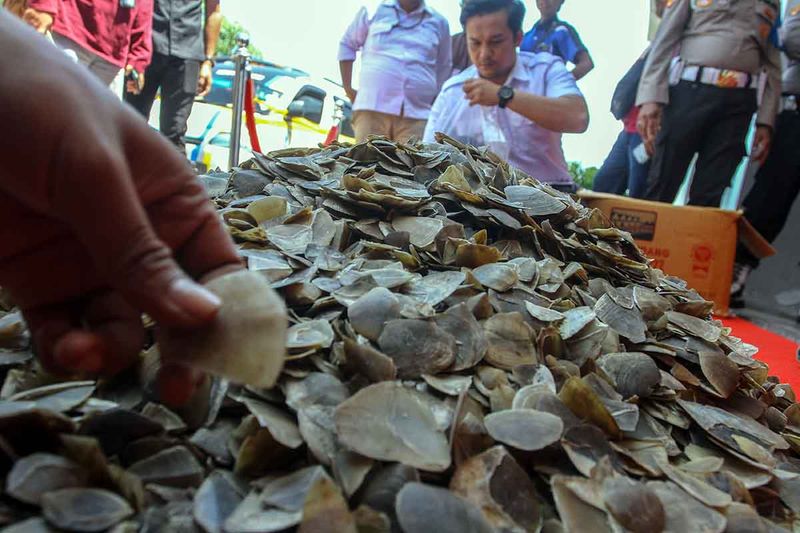 Petugas kepolisian dari Direktorat Reserse Kriminal Khusus Polda Riau memperlihatkan bagian tubuh satwa dilindungi berupa sisik trenggiling saat konferensi pers di Mapolda Riau, di Pekanbaru, Riau, Senin (25/9/2023). Direktorat Reserse Kriminal Khusus Polda Riau mengamankan seorang tersangka pelaku perdagangan bagian tubuh satwa dilindungi dari Padang Sidempuan, Sumatera Utara dengan barang bukti sebanyak 41 kg sisik trenggiling yang hendak dijual tersangka di kawasan Pekanbaru, Riau. ANTARA FOTO/Rony Muharrman