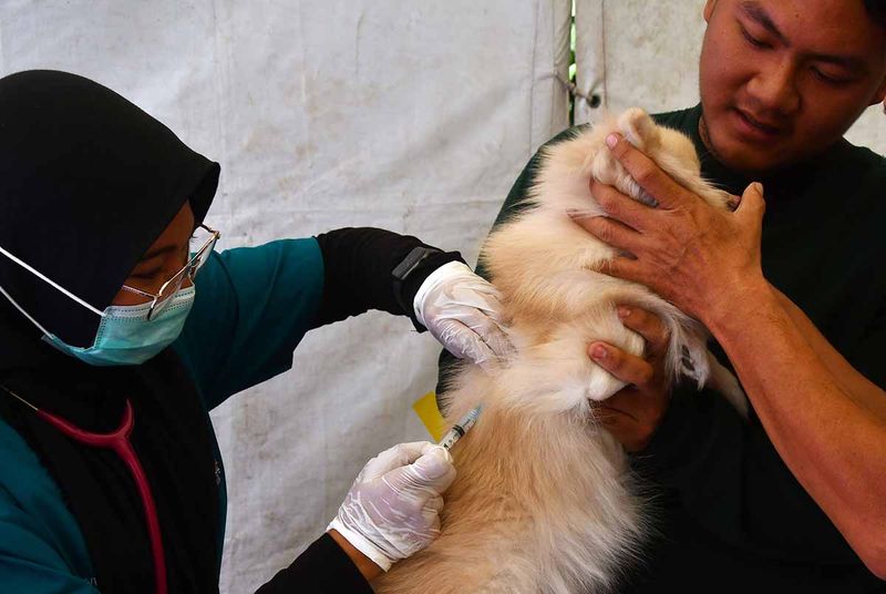 Dokter hewan menyuntikkan vaksin rabies pada seekor anjing saat bakti sosial vaksinasi rabies 2023 di Dinas Ketahanan Pangan dan Pertanian Kota Madiun, Jawa Timur, Rabu (27/9/2023).Vaksinasi rabies dalam rangka Hari Rabies Sedunia tersebut bertujuan untuk melindungi hewan piaraan kucing dan anjing dari penyakit rabies. ANTARA FOTO/Siswowidodo