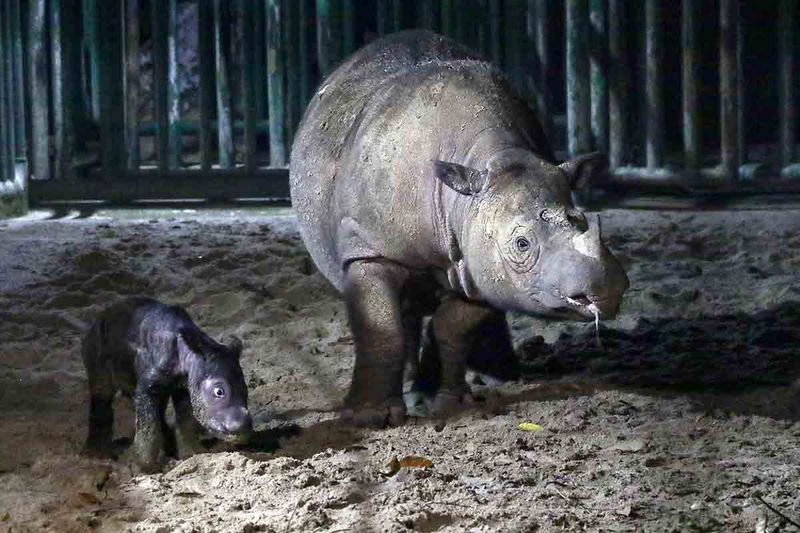 Seekor induk badak sumatra (Dicerorhinus sumatrensis) Ratu (23) menemani anaknya berjenis kelamin betina yang baru lahir di Suaka Rhino Sumatera, Taman Nasional Way Kambas (SRS TNWK), Lampung Timur, Lampung, Sabtu (30/9/2023). Bayi badak sumatra tersebut lahir dari hasil perkawinan badak jantan bernama Andalas dan badak betina bernama Ratu pada Sabtu (30/9) pukul 01.44 WIB di Suaka Rhino Sumatera Taman Nasional Way Kambas, Lampung. ANTARA FOTO/HO/Biro Humas Kementerian Lingkungan Hidup dan Kehutanan