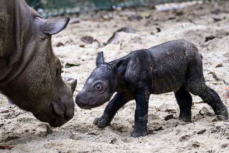 Seekor induk badak sumatra (Dicerorhinus sumatrensis) Ratu (23) menemani anaknya berjenis kelamin betina yang baru lahir di Suaka Rhino Sumatera, Taman Nasional Way Kambas (SRS TNWK), Lampung Timur, Lampung, Sabtu (30/9/2023). Bayi badak sumatra tersebut lahir dari hasil perkawinan badak jantan bernama Andalas dan badak betina bernama Ratu pada Sabtu (30/9) pukul 01.44 WIB di Suaka Rhino Sumatera Taman Nasional Way Kambas, Lampung. ANTARA FOTO/HO/Biro Humas Kementerian Lingkungan Hidup dan Kehutanan