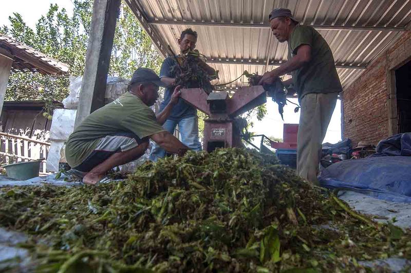 Sejumlah warga menggunakan mesin mencacah tanaman eceng gondok di Sobokerto, Ngemplak, Boyolali, Jawa Tengah, Minggu (1/10/2023). Warga setempat yang tergabung dalam Kelompok Masyarakat Ngudi Tirto Lestari mengembangkan mandiri energi biogas dari tanaman eceng gondok untuk bahan bakar kompor gas sehingga dapat mengurangi beban biaya dalam pembelian gas elpiji. ANTARA FOTO/Aloysius Jarot Nugroho