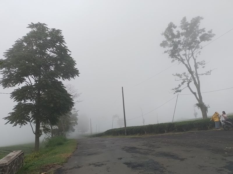 Suasana kebun teh di kawasan Ciater, Subang, Jawa Barat yang berselimut kabut. Foto Rochmat Darojat