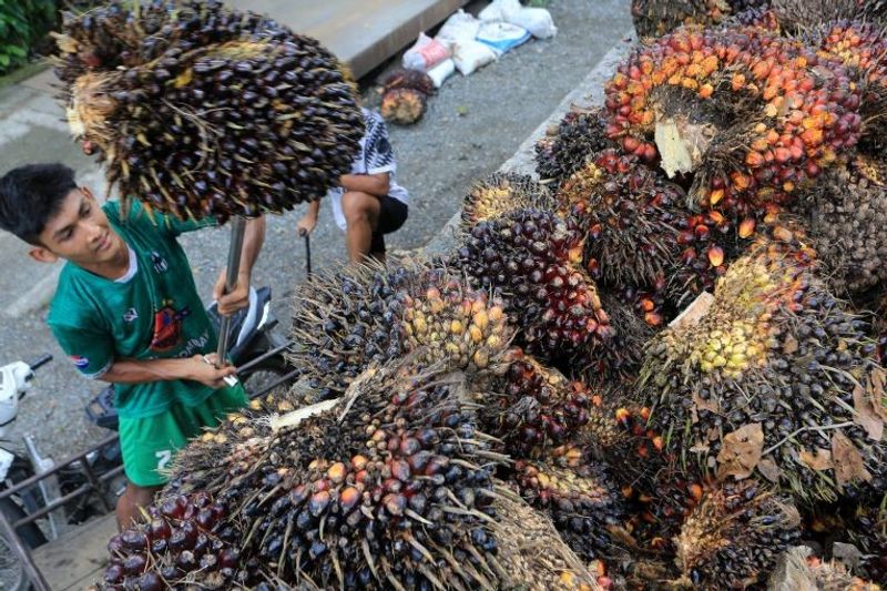 Pekerja membongkar dan menata tandan buah segar (TBS) kelapa sawit Ilustrasi - Pekerja membongkar dan menata tandan buah segar (TBS) kelapa sawit di salah satu tempat penampungan Desa Leuhan, Kecamatan Johan Pahlawan, Aceh Barat, Aceh, Senin (13/1/2025). ANTARA FOTO/Syifa Yulinnas/Spt
